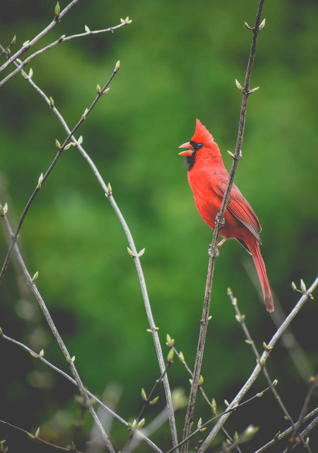 Cardinal Singing Wallpaper