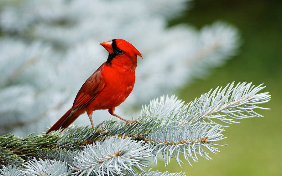 Cardinal Tilting Head Wallpaper