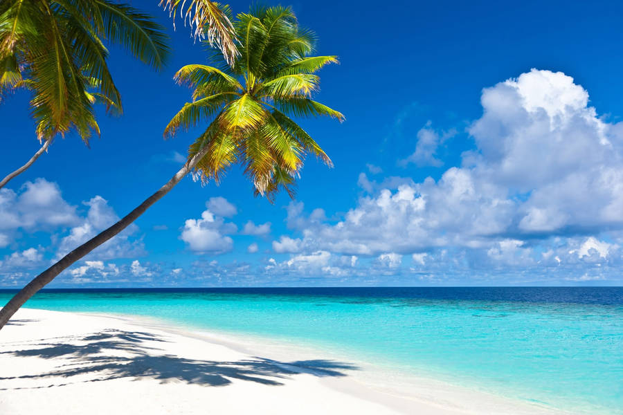 Caribbean Beach Landscape Wallpaper