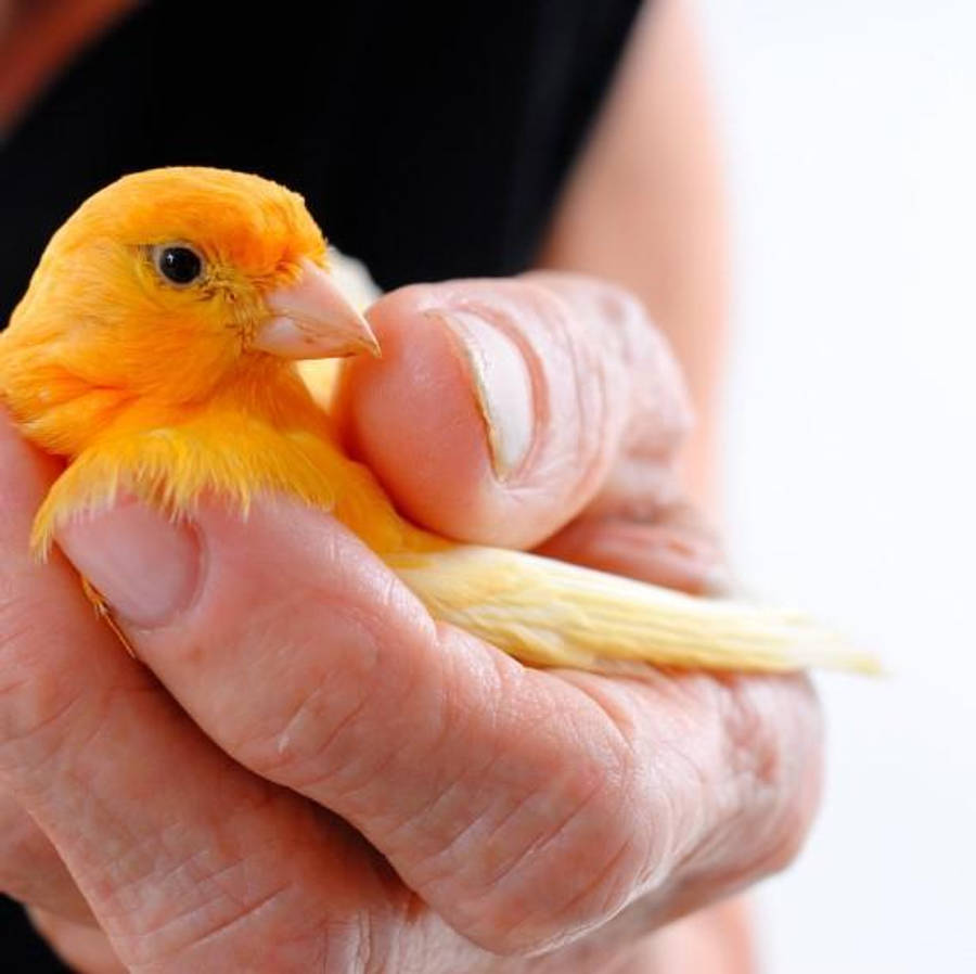 Caring For A Canary Bird Wallpaper