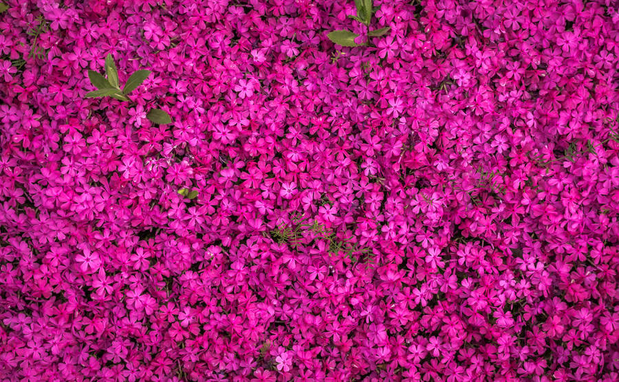 Carpet Of Flowers Background Wallpaper