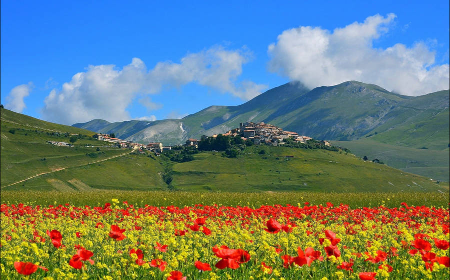 Castelluccio Poppy Field Wallpaper