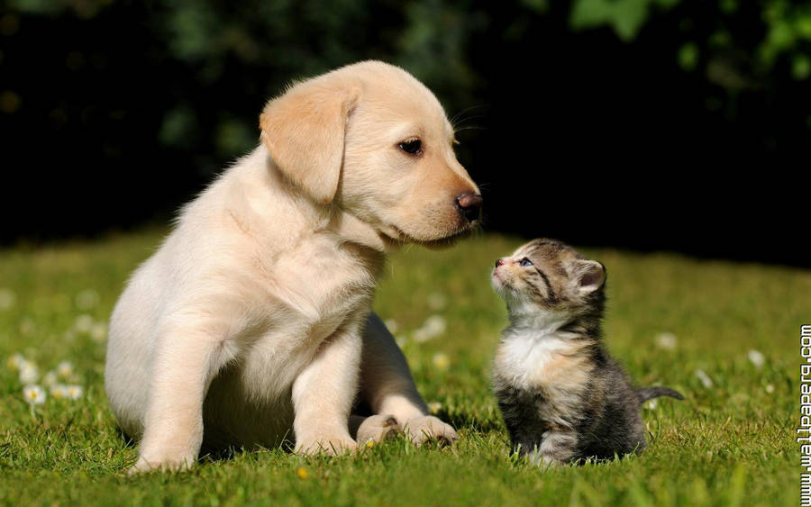 Cat And Dog Field Wallpaper