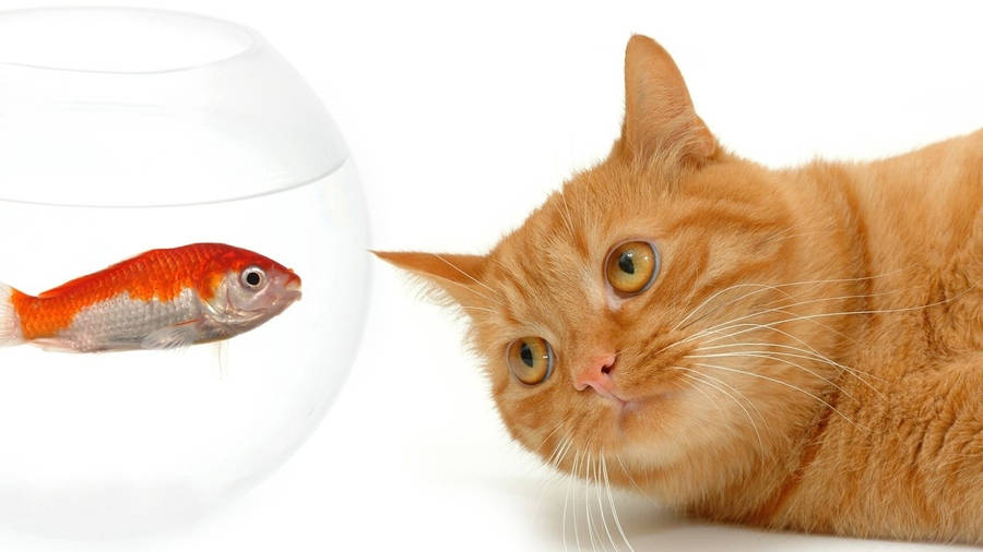 Cat And Fish Full Hd 1600x900 Wallpaper