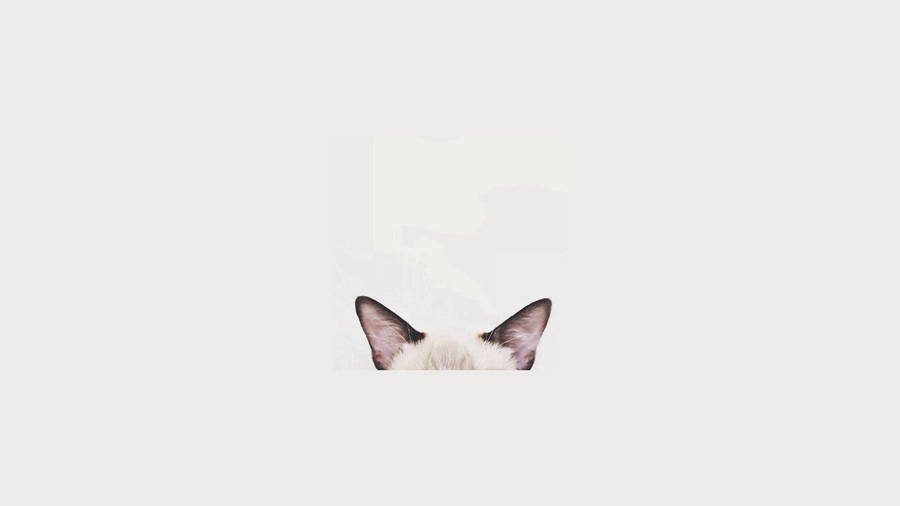 Cat Computer Ears Wallpaper