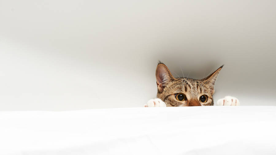 Cat Computer Peeking From The Ceiling Wallpaper