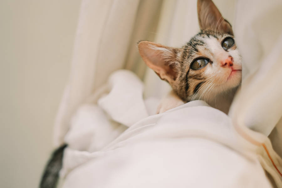 Cat Computer With White Cloth Wallpaper