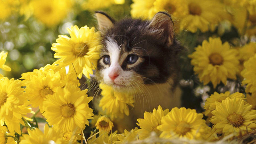 Cat In Yellow Bunga Wallpaper