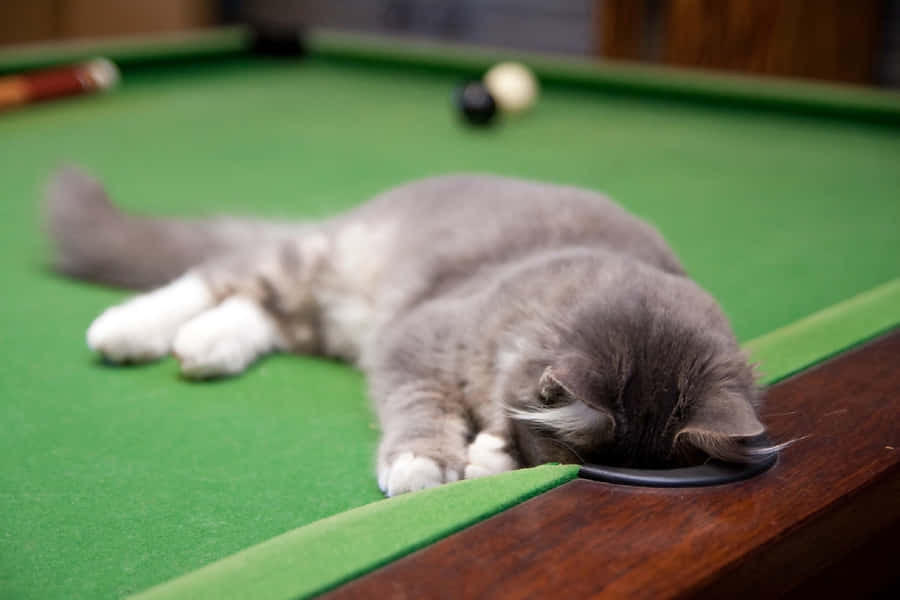 Cat Lying On Pool Table Wallpaper