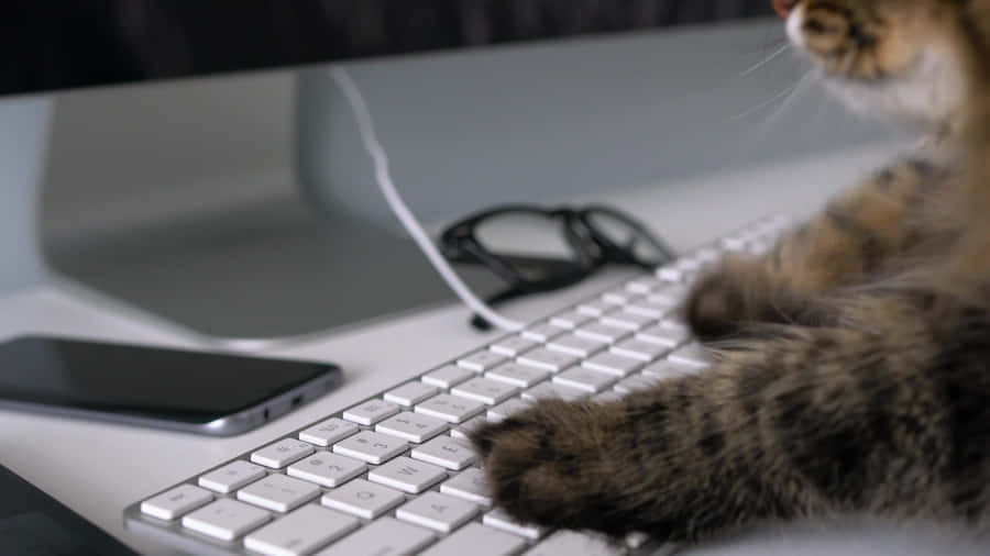 Cat_on_ Keyboard_ Workstation Wallpaper