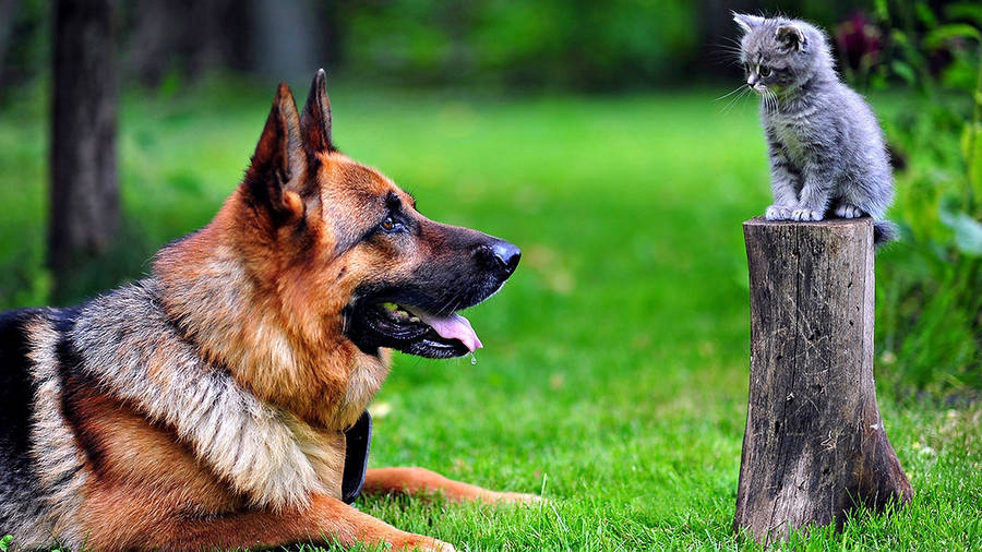 Cat On Trunk And Dog Wallpaper