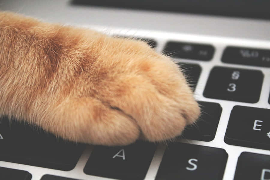 Cat Paw On Keyboard.jpg Wallpaper