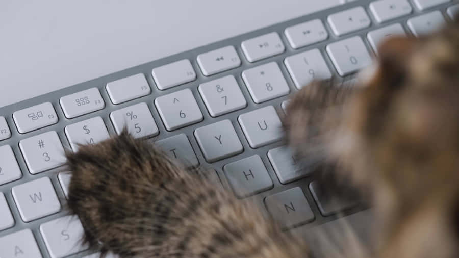 Cat Paw On Keyboard.jpg Wallpaper