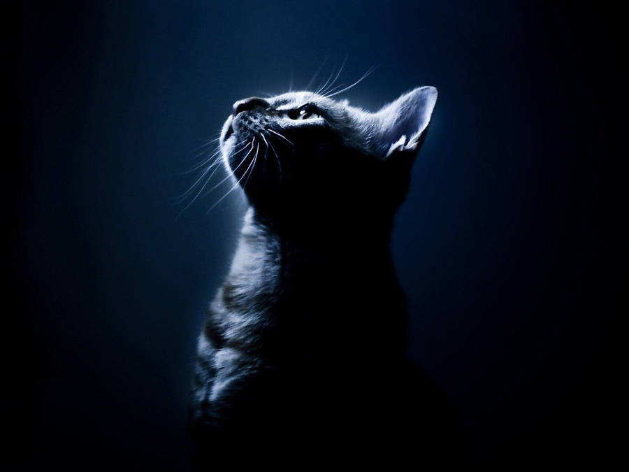 Cat Portrait Aesthetic Dark Blue Hd Wallpaper