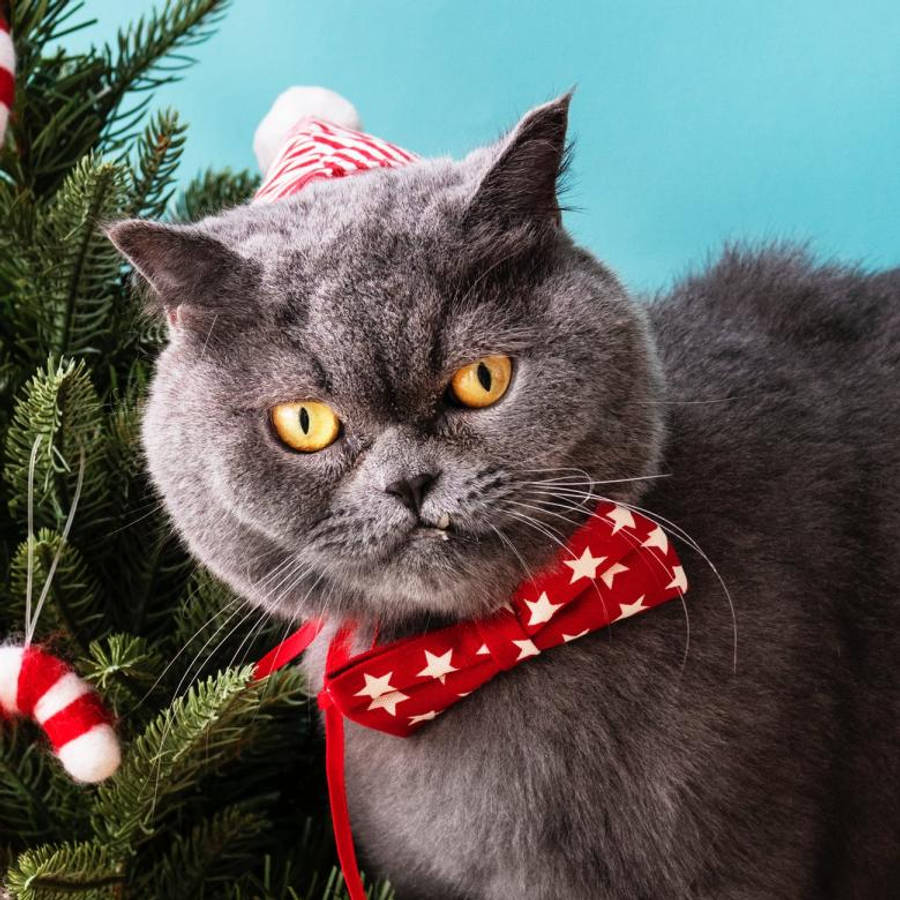 Cat Red Bow Tie Funny Christmas Wallpaper