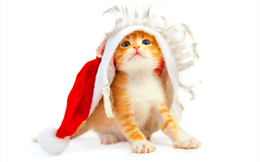 Cat Wearing Santa Hat Funny Christmas Wallpaper