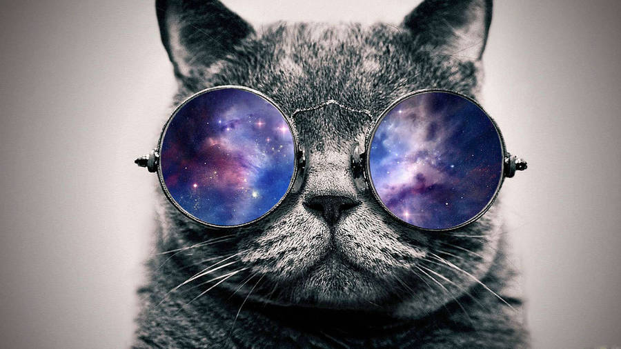 Cat With Shades Cool Picture Wallpaper