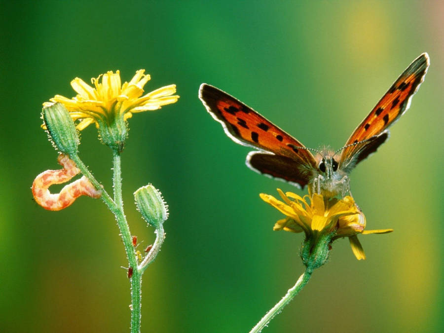 Caterpillar In Crepis Plant Wallpaper