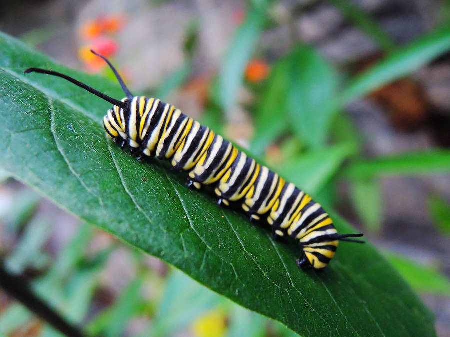 Caterpillar Insect On Green Leaf Wallpaper