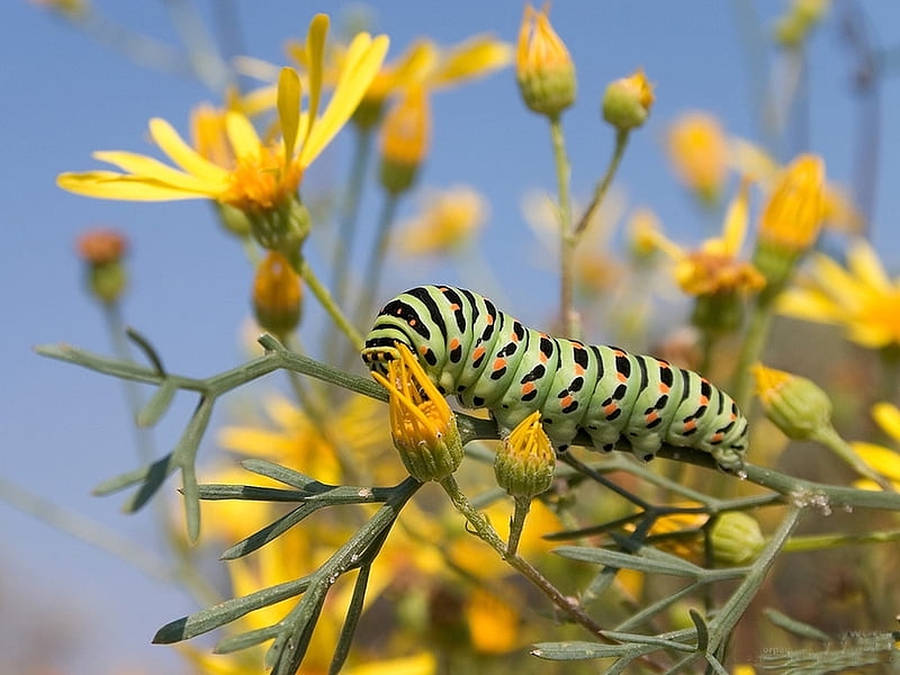 Caterpillar Insect On Yellow Flower Wallpaper