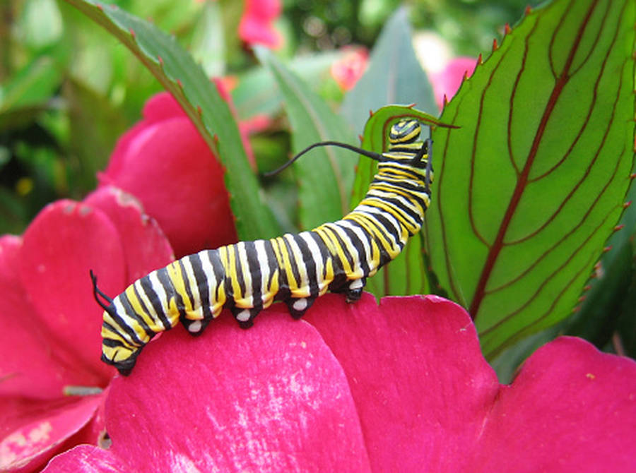 Caterpillar Insect Pink Flower Wallpaper