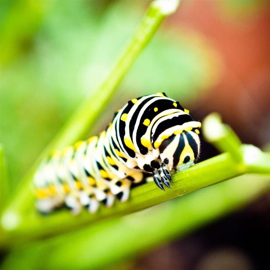 Caterpillar On A Bright Green Stem Wallpaper