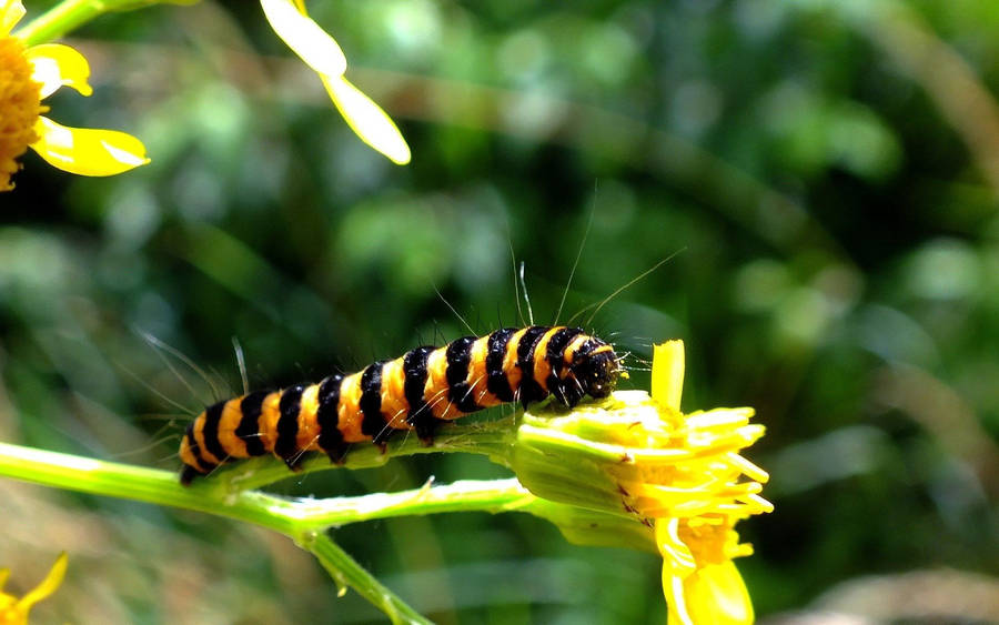 Caterpillar On Yellow Flower Wallpaper