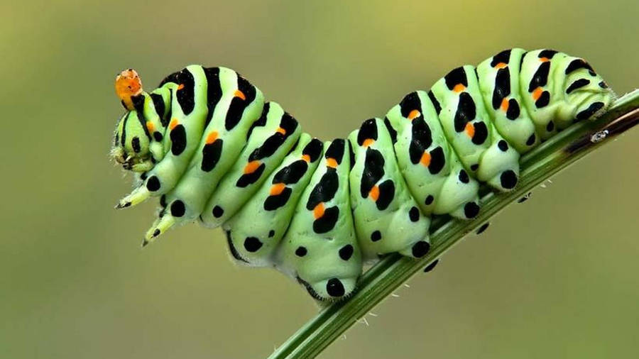 Caterpillar With Black And Orange Pattern Wallpaper