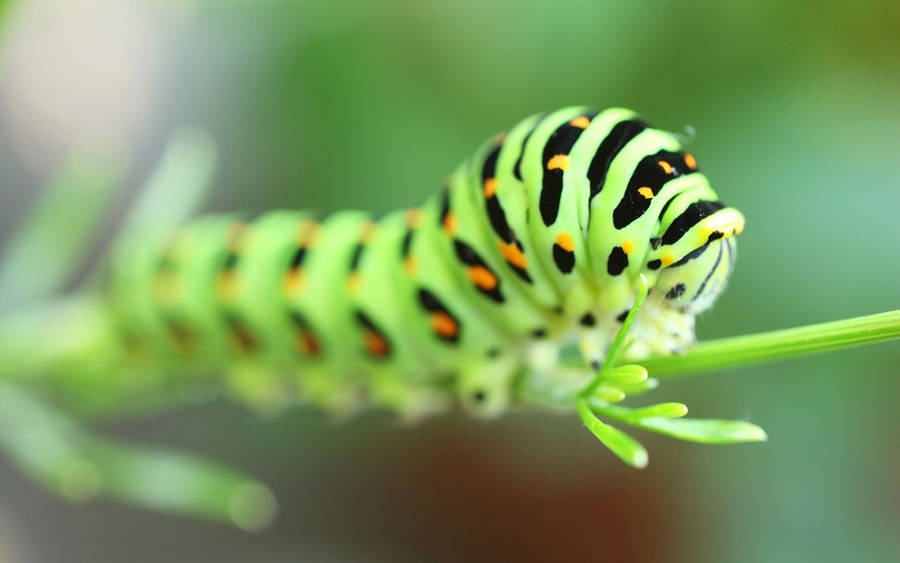 Caterpillar With Black Pattern Wallpaper