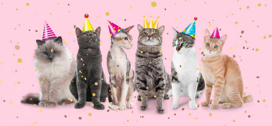 Cats Birthday Party Background Wallpaper