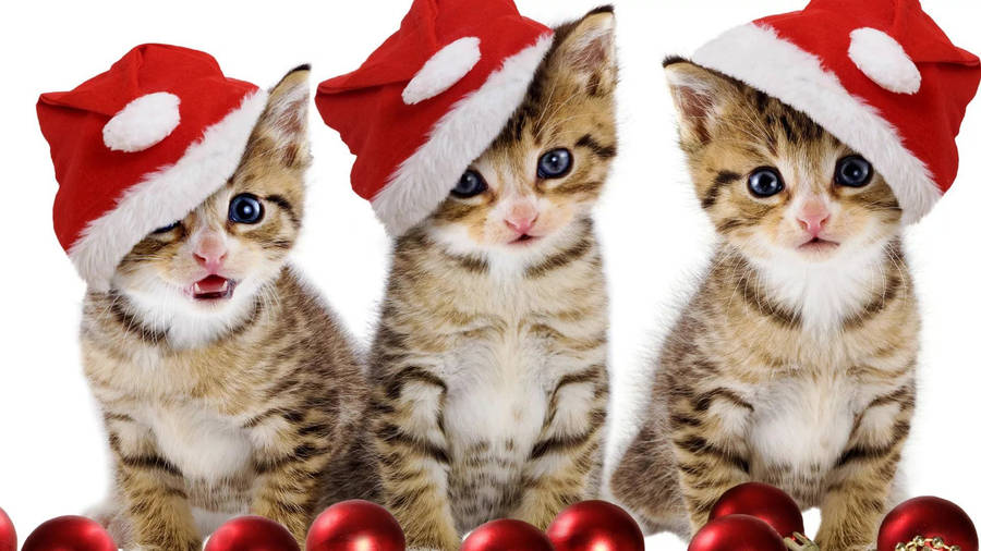 Cats Wearing Santa Hat Funny Christmas Wallpaper