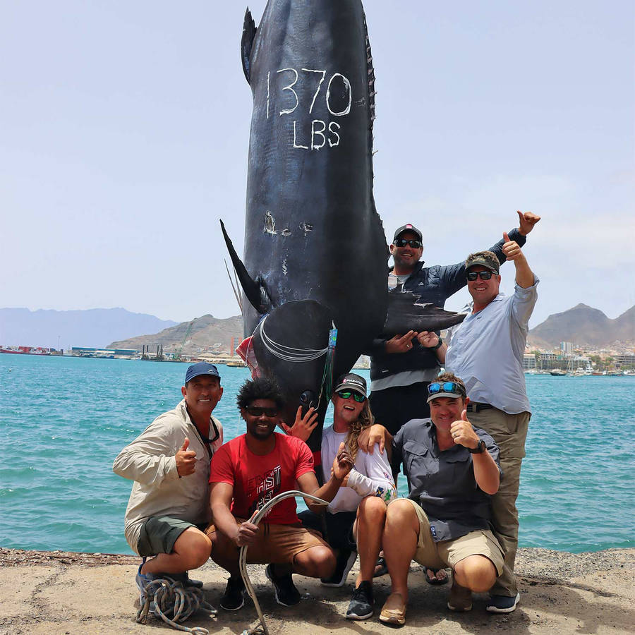 Caught Blue Marlin In Cape Verde Wallpaper