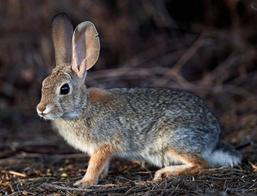 Cautiously Looking Rabbit Wallpaper