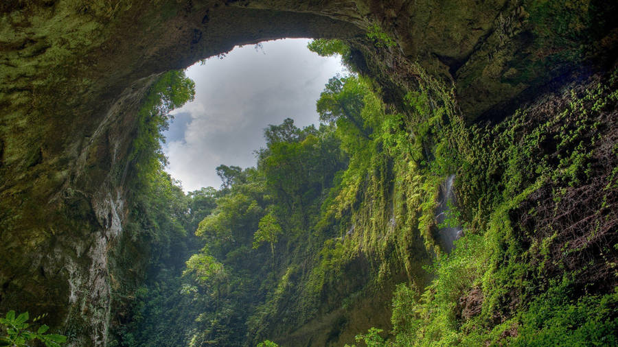 Cave Forest Background Wallpaper