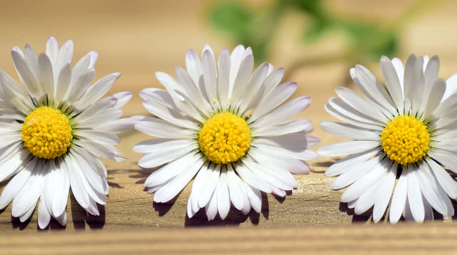 Celebrate The Birth Of Spring! Wallpaper