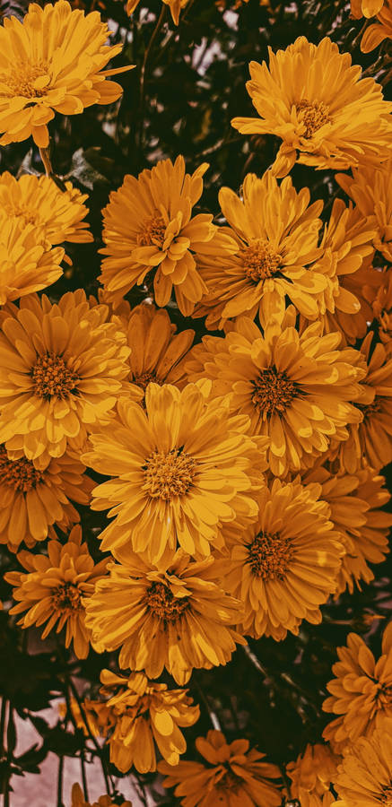 Celebrate The Start Of Autumn With A Vibrant Field Of Daisies. Wallpaper