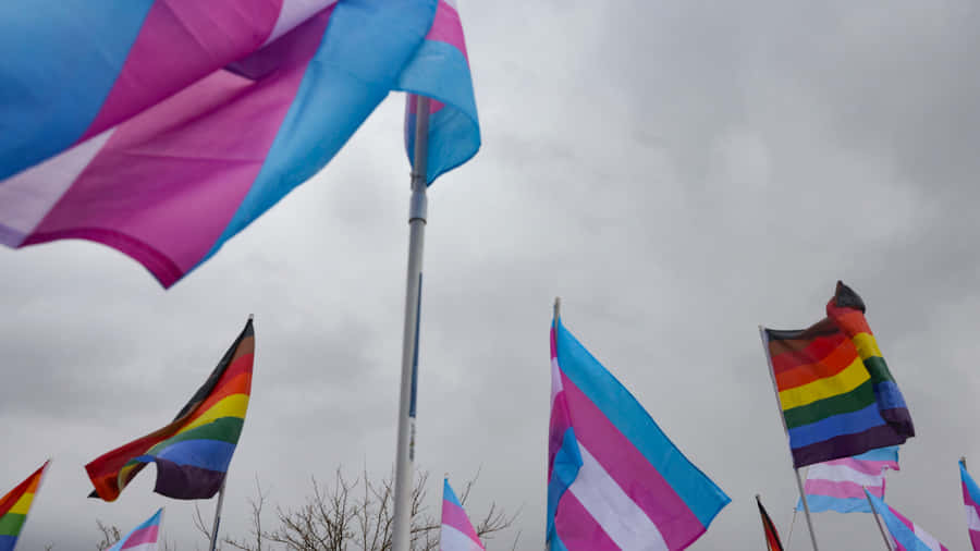 Celebrate Transgender Identity With The Trans Flag Wallpaper