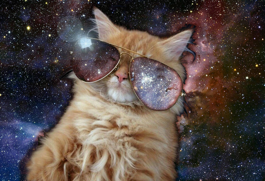 Celestial Cool Cat In Aviators Wallpaper