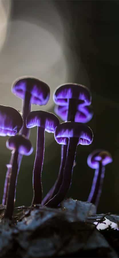 Cell Phone And Mushroom Foraged From Nature. Wallpaper