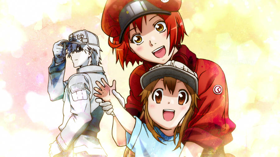 Cells At Work Anime Characters Wallpaper