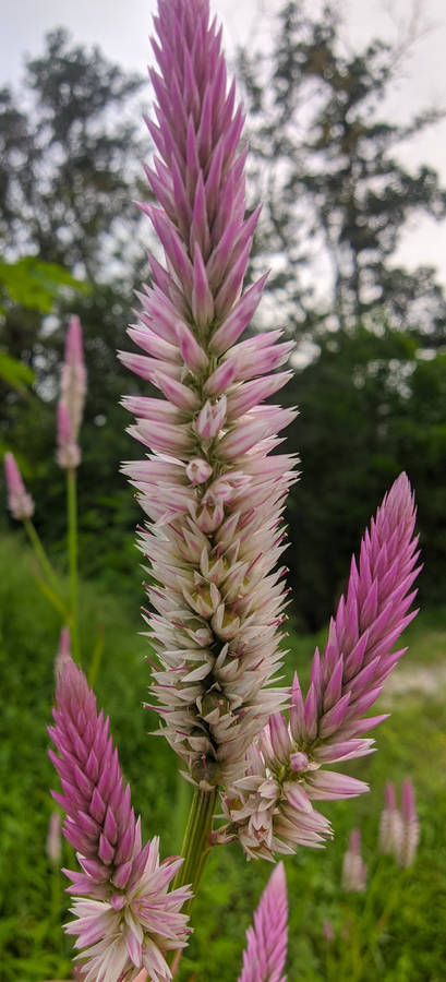 Celosia Argentea Bunga Wallpaper