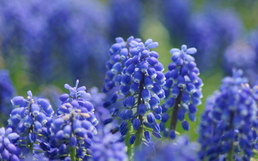 Center Focused Hyacinth Flowers Wallpaper