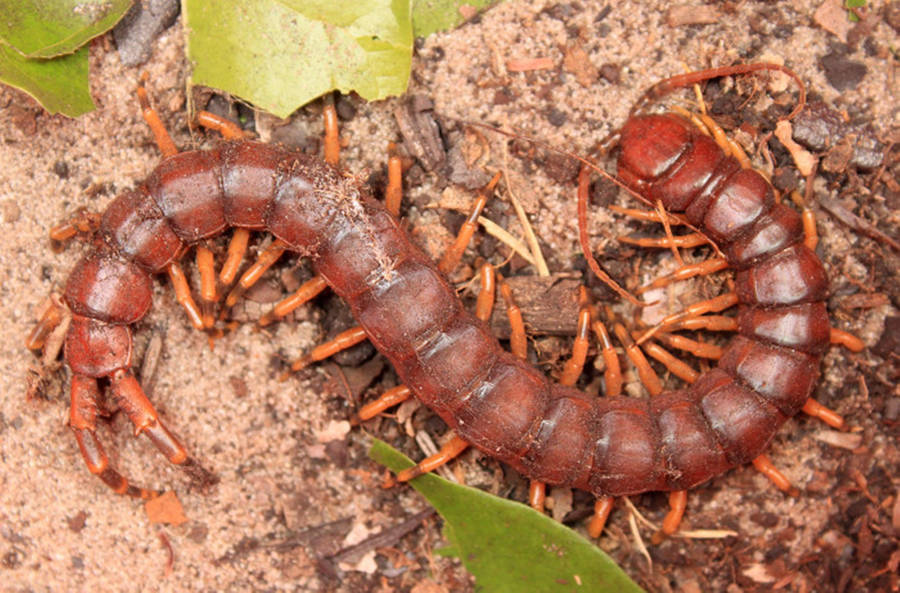 Centipede Brown Curling On Ground Wallpaper