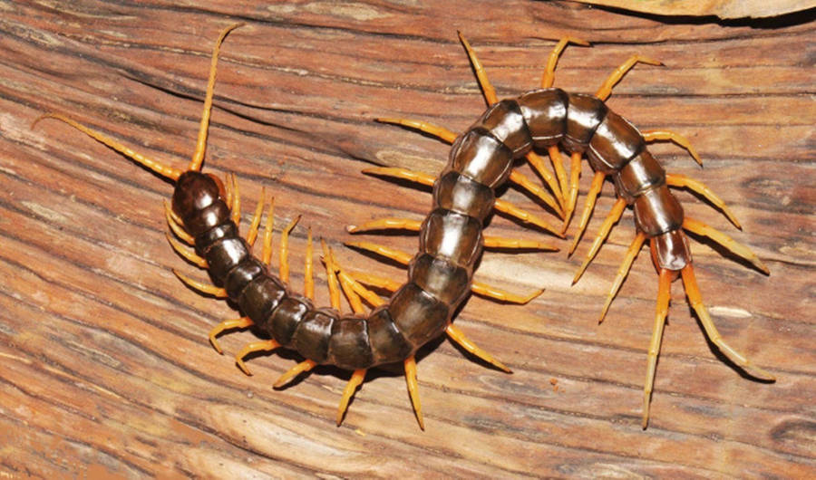 Centipede Brown On Wood Surface Wallpaper