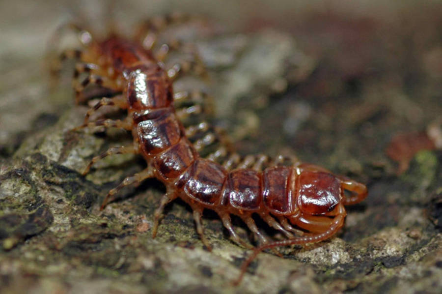 Centipede Brown Red On Wood Wallpaper