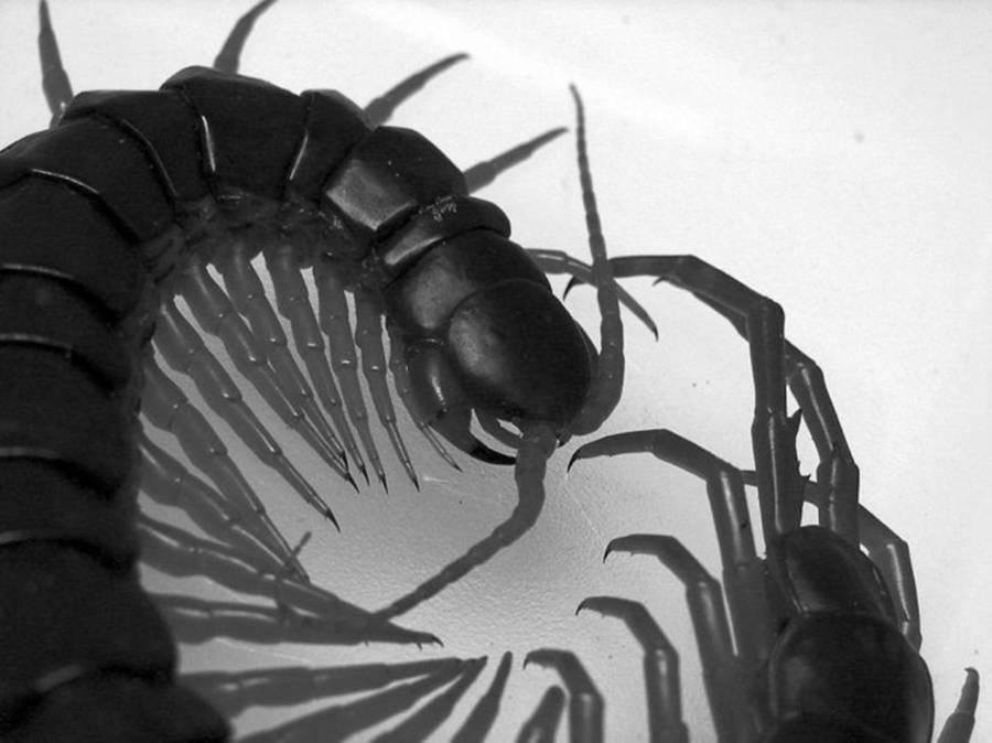 Centipede Close-up Black And White Wallpaper