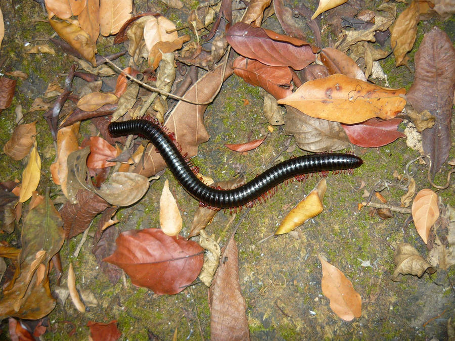 Centipede With Dried Leaves On Grass Wallpaper