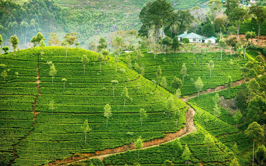 Ceylon Tea Garden Wallpaper