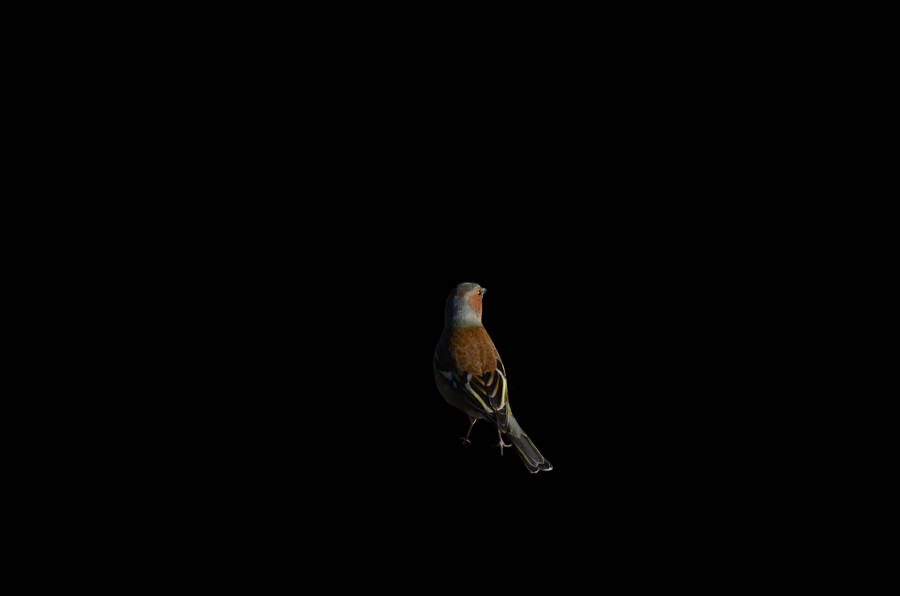 Chaffinch Bird On Black Screen 4k Wallpaper