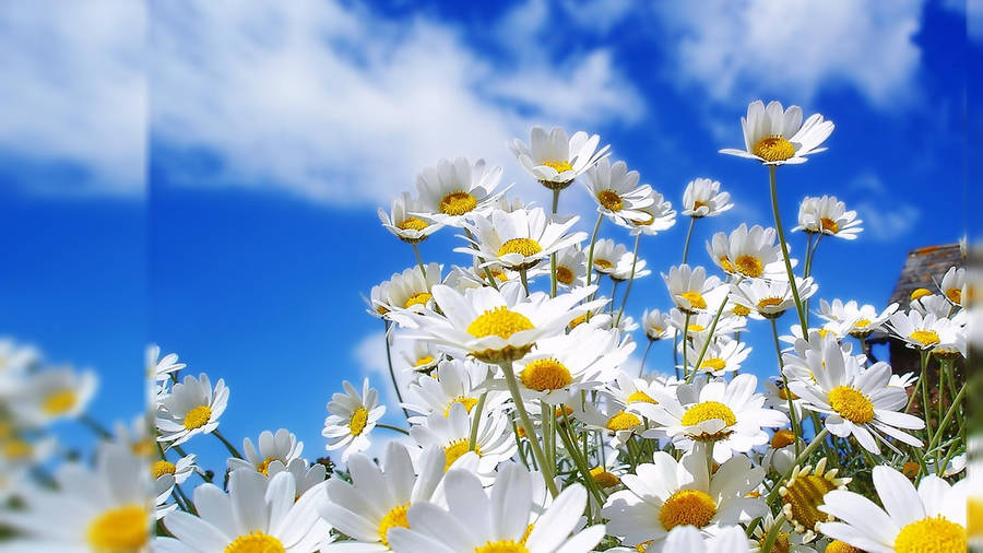 Chamomile Flowers Hd Computer Wallpaper